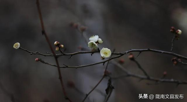 冬日“梅”景，真美！