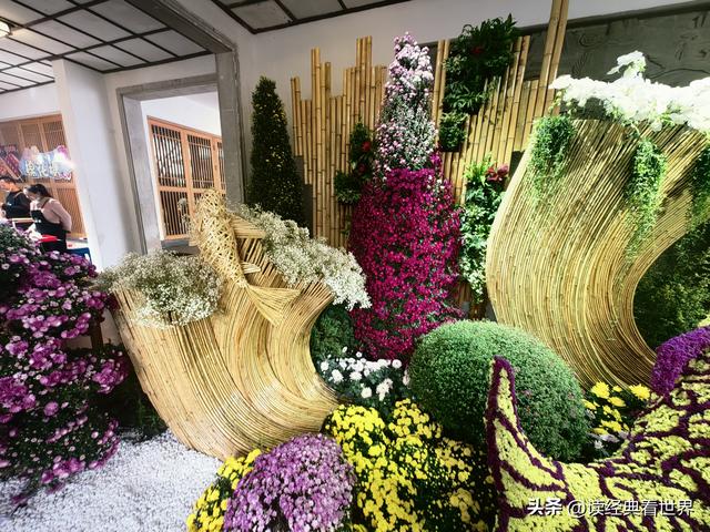 杭州植物园的菊花展——一场关于菊花的饕餮盛宴（一）