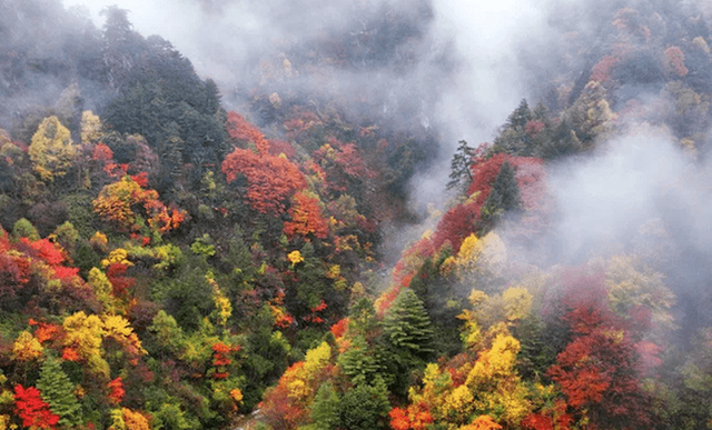 金戈铁马古青溪 熊猫彩林唐家河丨唐家河红叶季系列活动精彩来袭……