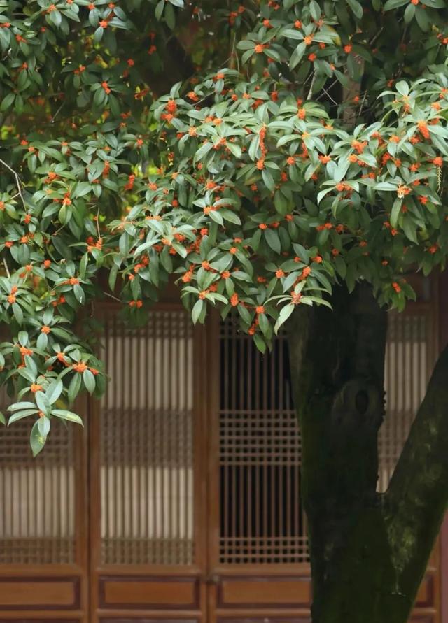 pong香！汉中的桂花怎么全“想开了”→