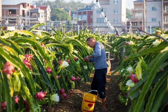 千亩火龙果花海、火龙果主题宴……玩转大宅“十二时辰”→