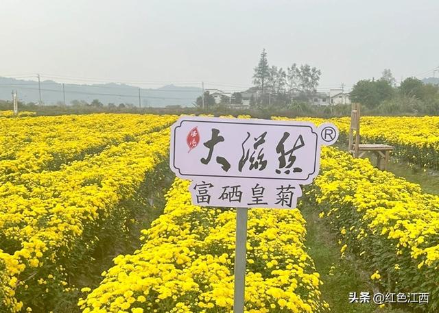 硒土菊黄，明月山的金色情书