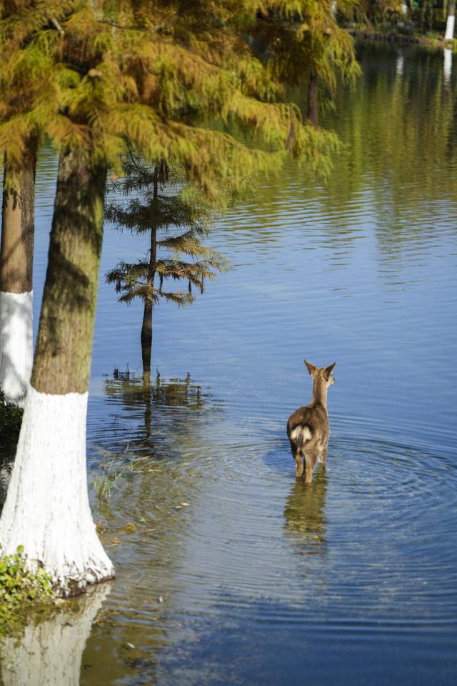 “吴所谓”“越美丽”“钱多多”“王富贵”！吴越文化公园上新“萌鹿F4”