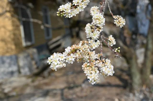 阳山杨梅镇千亩李花提前绽放，花开似海引客来