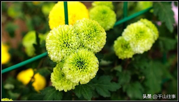 金叶轮行：大行045折叠自行车薛城→官桥薛国故城银杏林深度评测