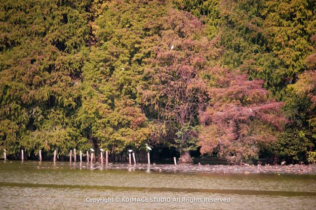 深圳秋日限定:三处落羽杉秘境,邂逅南国绚烂!