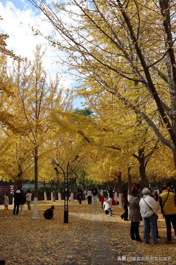 实拍！秦皇岛植物园“金色浪漫”已上线，氛围感拉满！