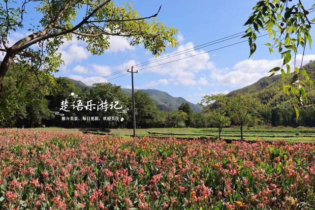 浙江宁波的红杉观赏胜地，树还没变红但美人蕉花海红了，美不胜收
