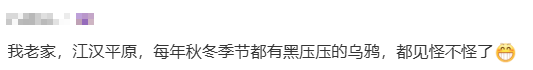 密密麻麻！山西一地乌鸦满天飞，地震前兆？