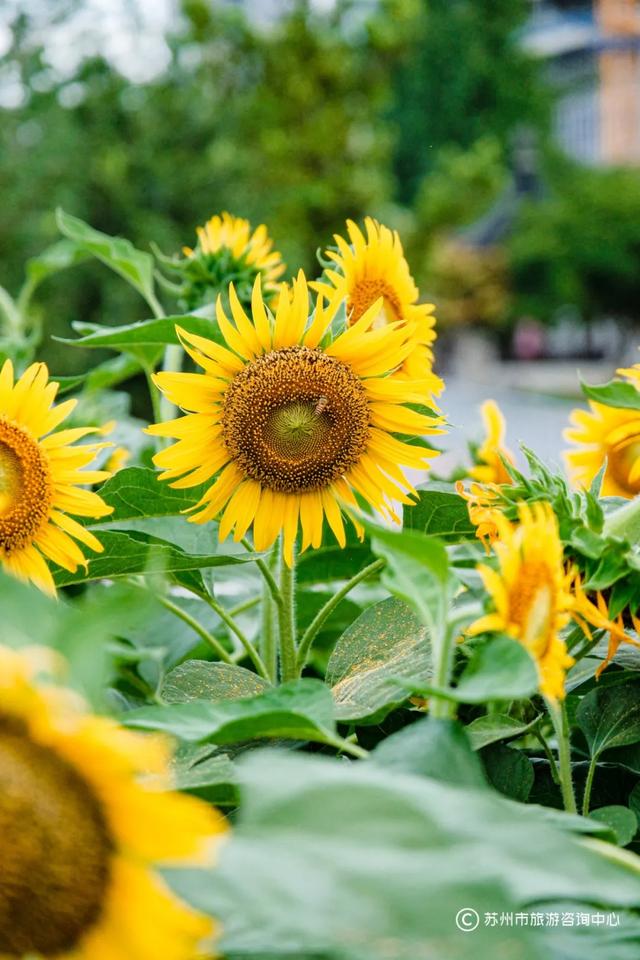 夏日清晨,在桐泾公园邂逅向日葵花海与童话小屋