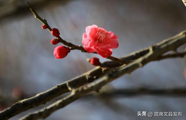 冬日“梅”景，真美！