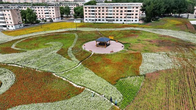 免费打卡地！木材街百日菊花海成冰城休闲新地标