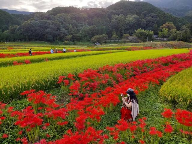 9月去看绝美彼岸花吧！日本10大赏花出片景点全攻略~