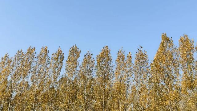 秋去冬来，邀您看红荷湿地的层林尽染，落叶如诗~~~