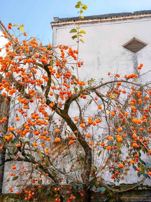 安徽一男子，因“老屋的一棵柿子树”走红，美成一幅画，好治愈吖