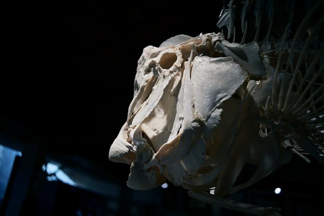 600元国产定焦，四种题材可玩性如何？体验铭匠Z口镜头23mm F1.8