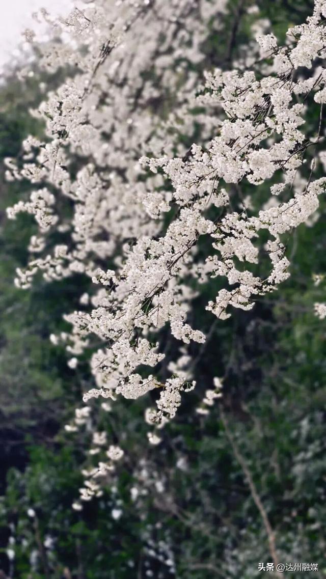 也就亿点点好看吧！月亮坪万亩野樱花海上线，快来打卡~