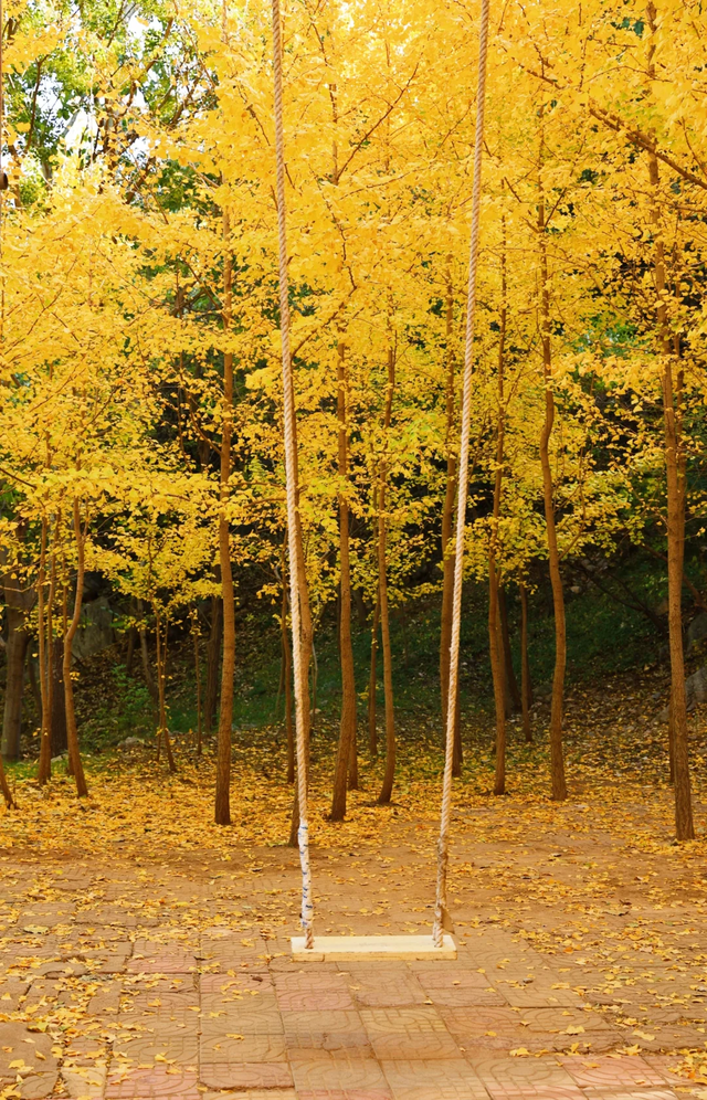 即刻出发，解锁淄博「秋日限定」模式，错过等明年！