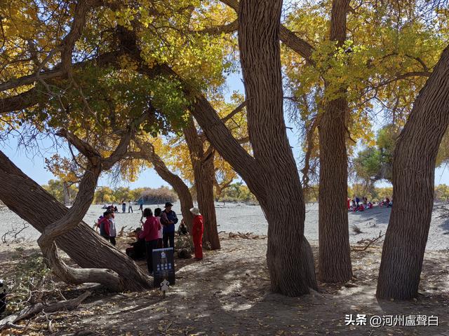 额济纳旗胡杨林
