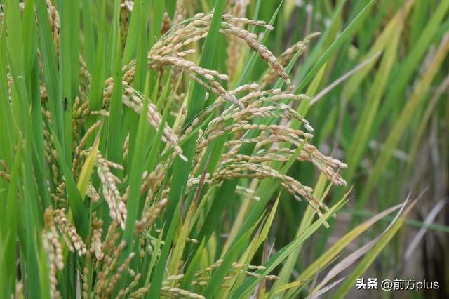 长安公园稻浪黄 都市田园入画来