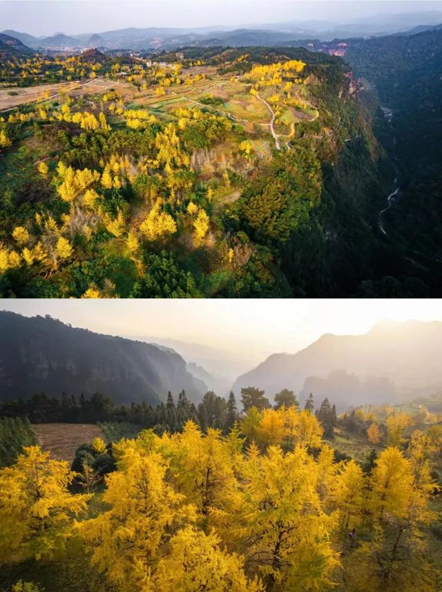 “中国银杏第一乡”迎来最佳观赏期!附近期实拍图→