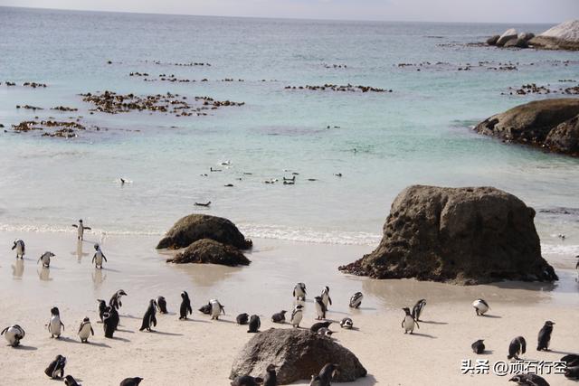 南部非洲：南非开普敦企鹅岛