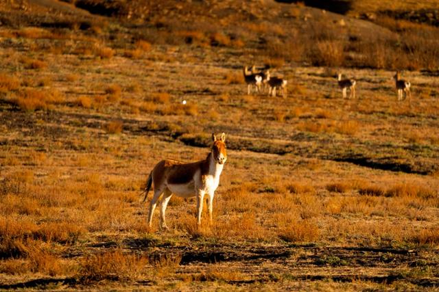 【辉煌60年·新时代西藏答卷】哲古草原：与藏野驴的秋日私语