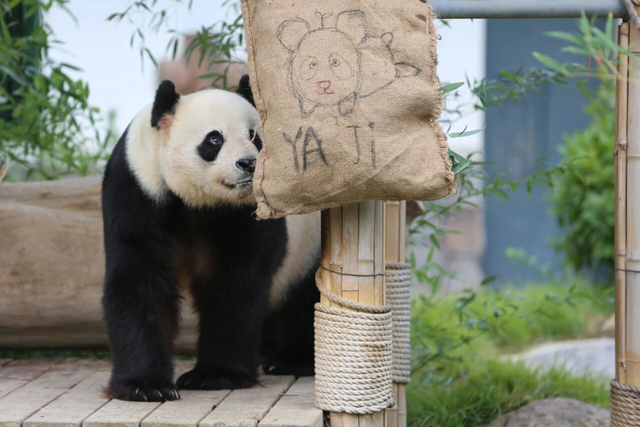 山东有自己的“疯狂动物城”！