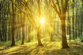 倪海厦：抗郁1整年，不如冬天坚持1个月，把抑郁失眠焦虑斩草除根图片