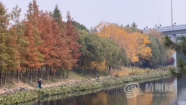 “深秋多巴胺”上新！ 在家门口遛弯就能邂逅莫奈限定版河道美景
