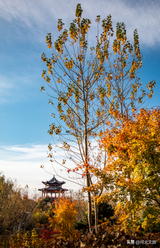 收藏！秦皇岛“银杏观赏地图”出炉，这八处胜地解锁璀璨深秋~