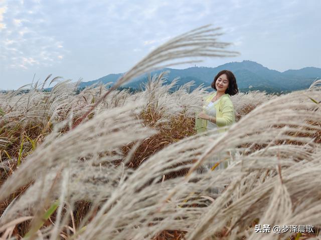 豫客纷至安陆，共赏银杏芦花绘初冬