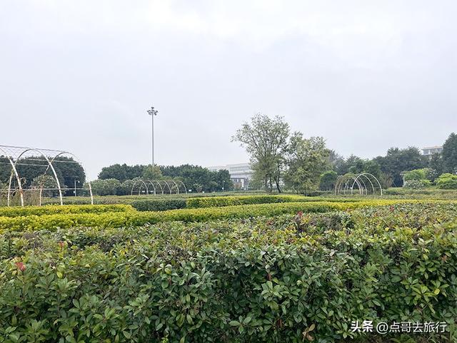 成都市区最美芙蓉花，王者风范，植物迷宫更是惊艳，不要门票！