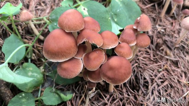 两次本溪南岭徒步记｜高山草甸，湖池松林，我被南岭种草