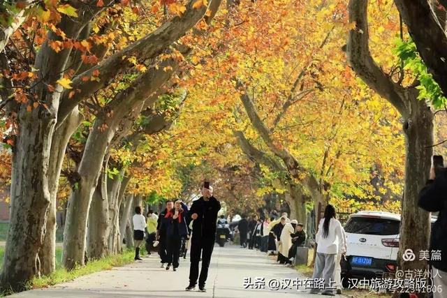 汉中老厂区的梧桐大道，太火了！