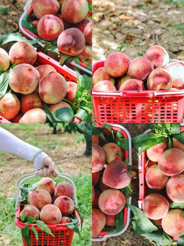 🍑贵阳周边桃子采摘全攻略 轻松实现桃子自由！