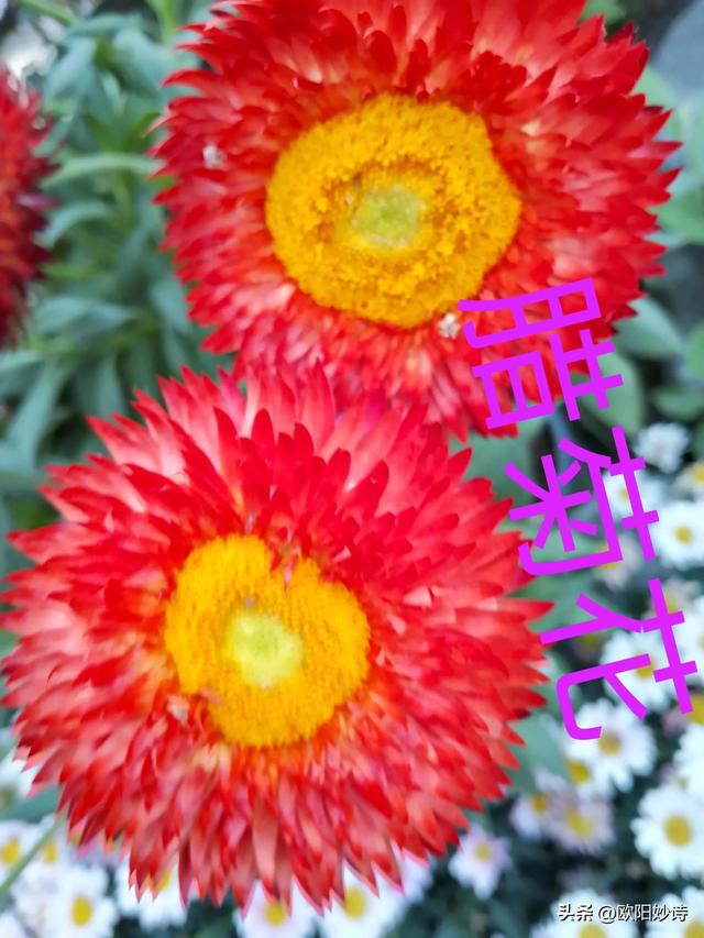 我和老公去上海“方塔公园”玩，没想到路上又捡了“醉白池公园”