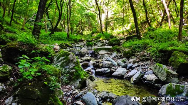 请查收~秋天寄来一封绿信,落款是黑河