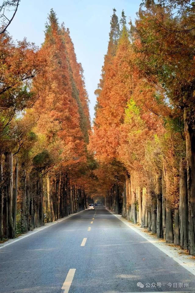 出片率100%！为崇州这些高颜值路连发三天朋友圈！