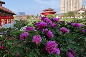 菏泽牡丹预计4月8日进入观赏期图片