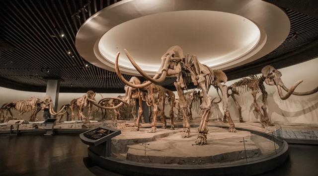 冰雪与热血交织！大庆冬日5大宝藏玩法，照着玩就对了！