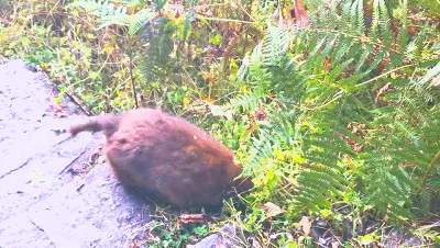 西藏不只有雪山！这片隐秘的江南，是冬季的天然氧吧和避寒仙境。