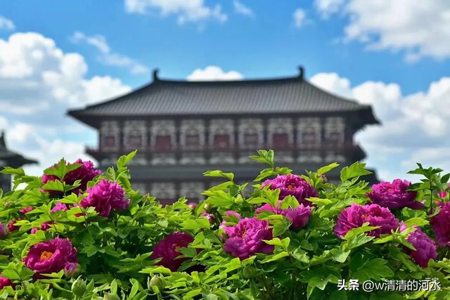 极美洛阳城牡丹迎春吐蕾绽放