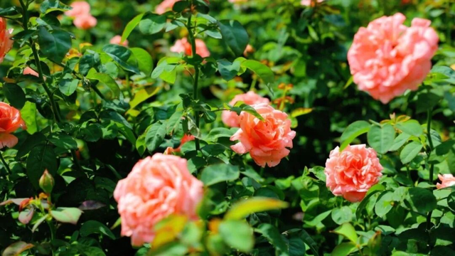 2026深圳国际月季文化年，精彩不打烊！