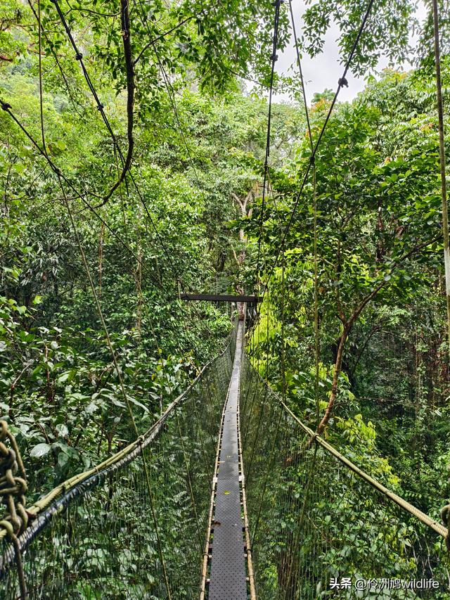 马来西亚(31)砂拉越州⑤姆鲁山canopy树冠高空漫游