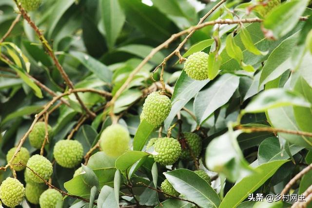 荔枝种植：条件剖析、技术要点与管理策略