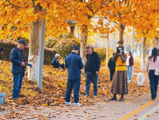 值此红黄，新蒲初冬画卷已打开！