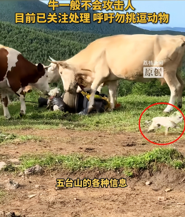 五台山一游客被牛群撞倒围攻，景区回应