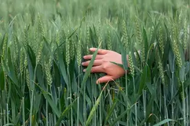 三论小麦青贮问题，评论区已沦陷！奉劝高呼者醒醒吧图片