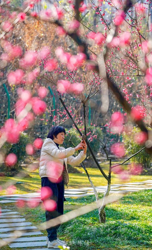 粉色花海开爆！武汉每个区都有，116处全部免费